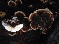 Trametes versicolor image