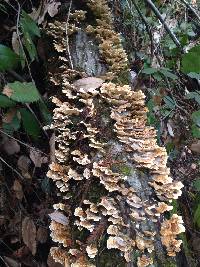 Trametes versicolor image