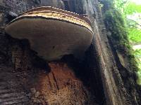 Ganoderma australe image