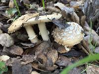 Amanita gemmata image