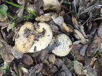 Amanita gemmata image