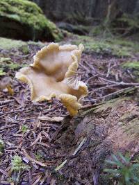 Craterellus tubaeformis image