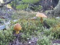 Amanita muscaria image