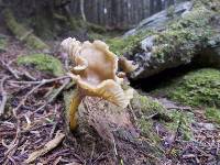 Craterellus tubaeformis image