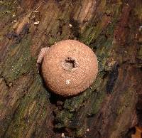 Lycoperdon pyriforme image