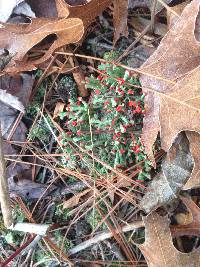 Cladonia cristatella image