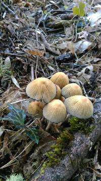 Coprinellus micaceus image