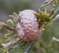 Gymnosporangium juniperi-virginianae image