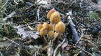 Coprinellus micaceus image