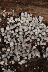 Coprinellus disseminatus image