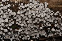 Coprinellus disseminatus image