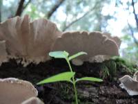 Trametes versicolor image