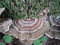 Trametes versicolor image