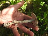 Amanita constricta image