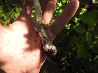 Amanita constricta image