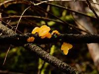 Tremella mesenterica image