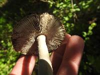 Amanita constricta image