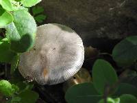 Amanita constricta image