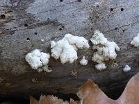 Schizophyllum commune image