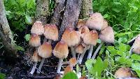 Coprinellus micaceus image