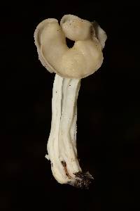 Helvella crispa image