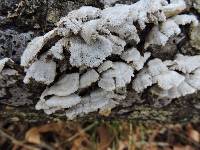 Schizophyllum commune image