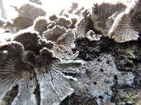 Schizophyllum commune image