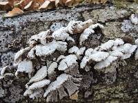 Schizophyllum commune image