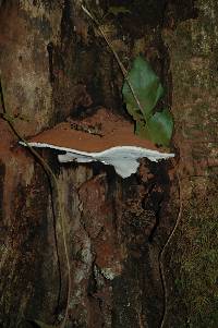 Ganoderma applanatum image