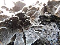 Schizophyllum commune image