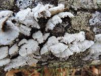 Schizophyllum commune image