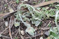 Golovinomyces fischeri image