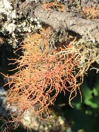 Usnea rubicunda image