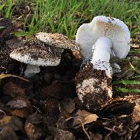 Amanita ocreata image