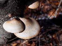 Fomitopsis betulina image