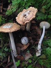 Amanita velosa image