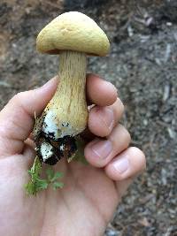 Agrocybe putaminum image