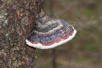 Fomitopsis pinicola image