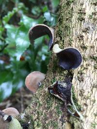 Auricularia cornea image