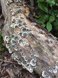 Trametes versicolor image