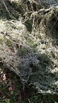 Ramalina menziesii image