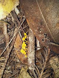 Favolaschia calocera image