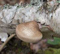 Piptoporus betulinus image