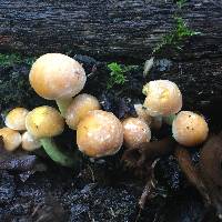 Hypholoma fasciculare image