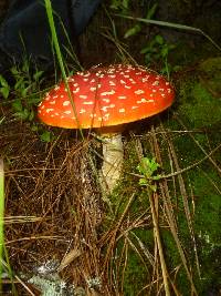 Amanita muscaria image