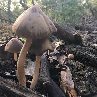 Psathyrella longipes image