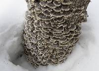 Trametes versicolor image