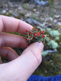 Cladonia cristatella image