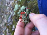 Cladonia cristatella image