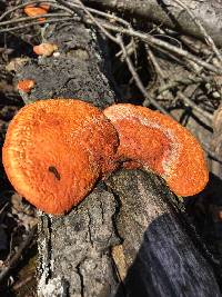 Pycnoporus cinnabarinus image